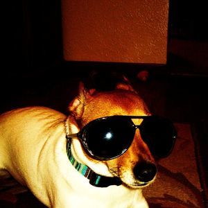 Meet your Posher, Rose